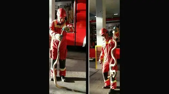 پرسه زنی مار 2 متری زرد رنگ در خیابان های تهران + عکس 