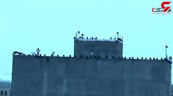 فیلم هجوم کلاغ ها به سراب 