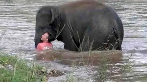 ببینید / نجات هیجان‌انگیز یک مرد از وسط سیل توسط فیل شجاع! + فیلم