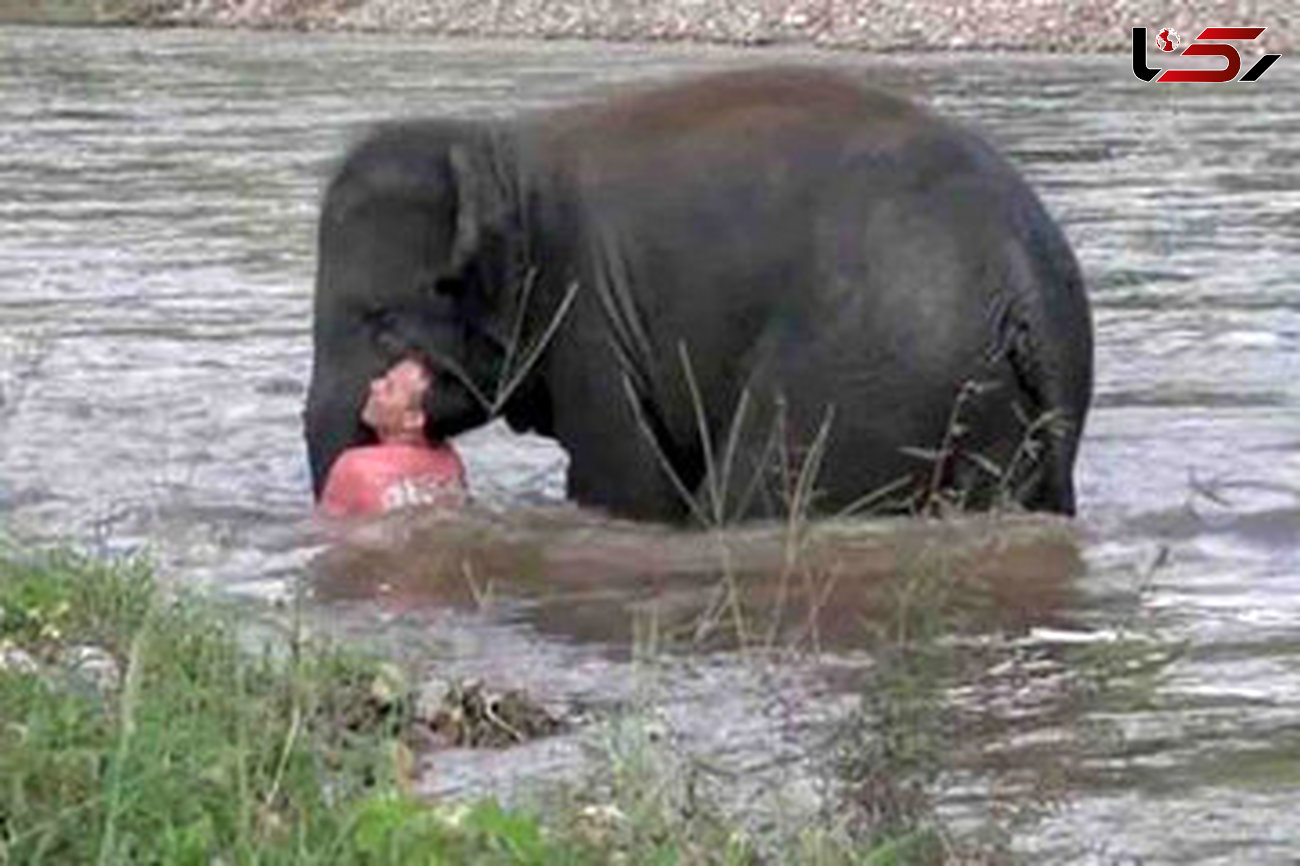 ببینید / نجات هیجان‌انگیز یک مرد از وسط سیل توسط فیل شجاع! + فیلم