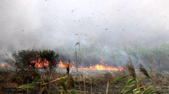 40 هکتار از تالاب انزلی سوخت / بالگرد آب پاش در مسیر کمک