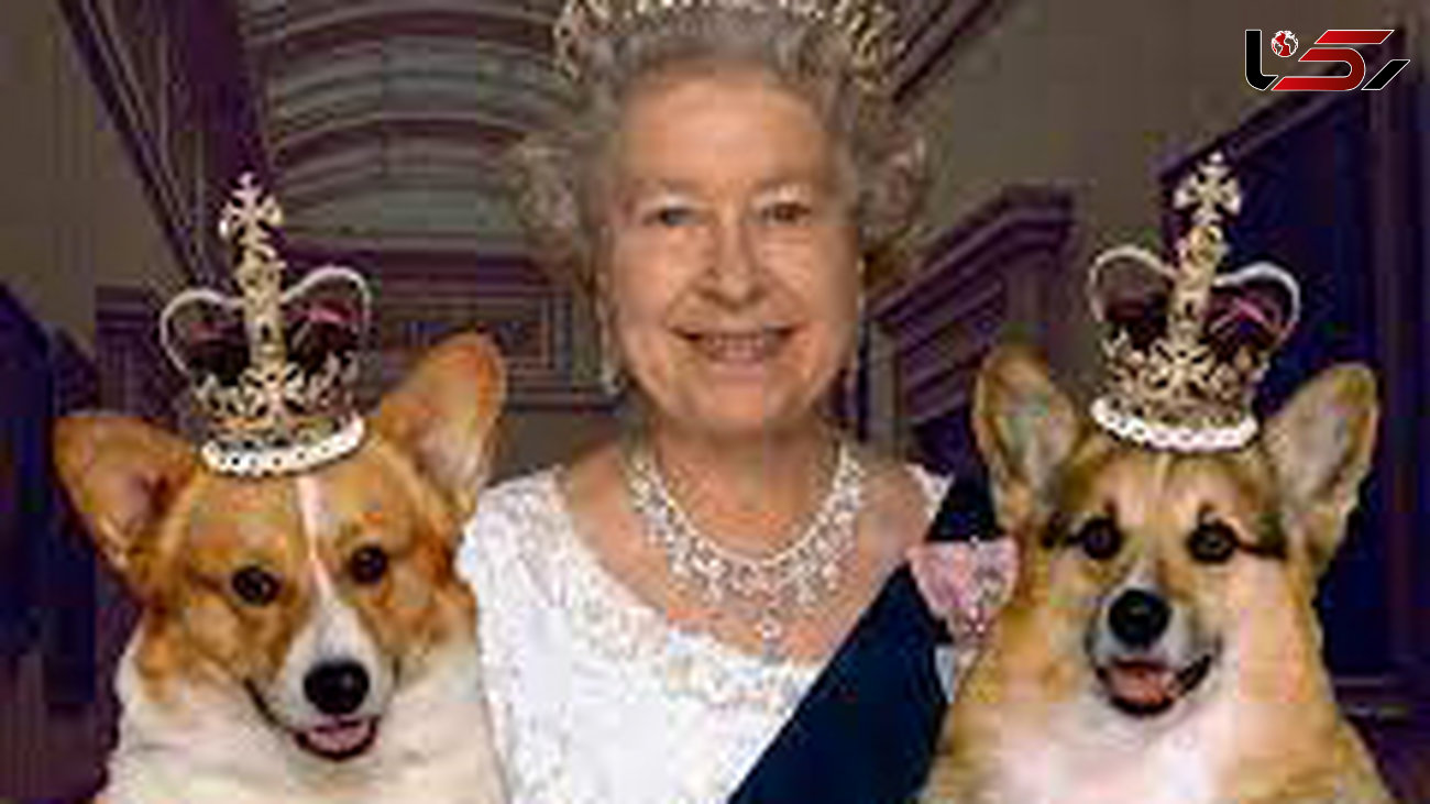 دو قلاده سگ جای خالی همسر ملکه انگلیس را پر می کنند