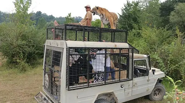 پارک حیات وحش مایا؛ فرآیند اخذ مجوزها و انتقال ببرها در مازندران