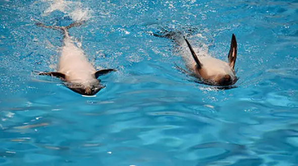 جزئیاتی از مرگ یک دلفین و 2 شیر دریایی در برج میلاد