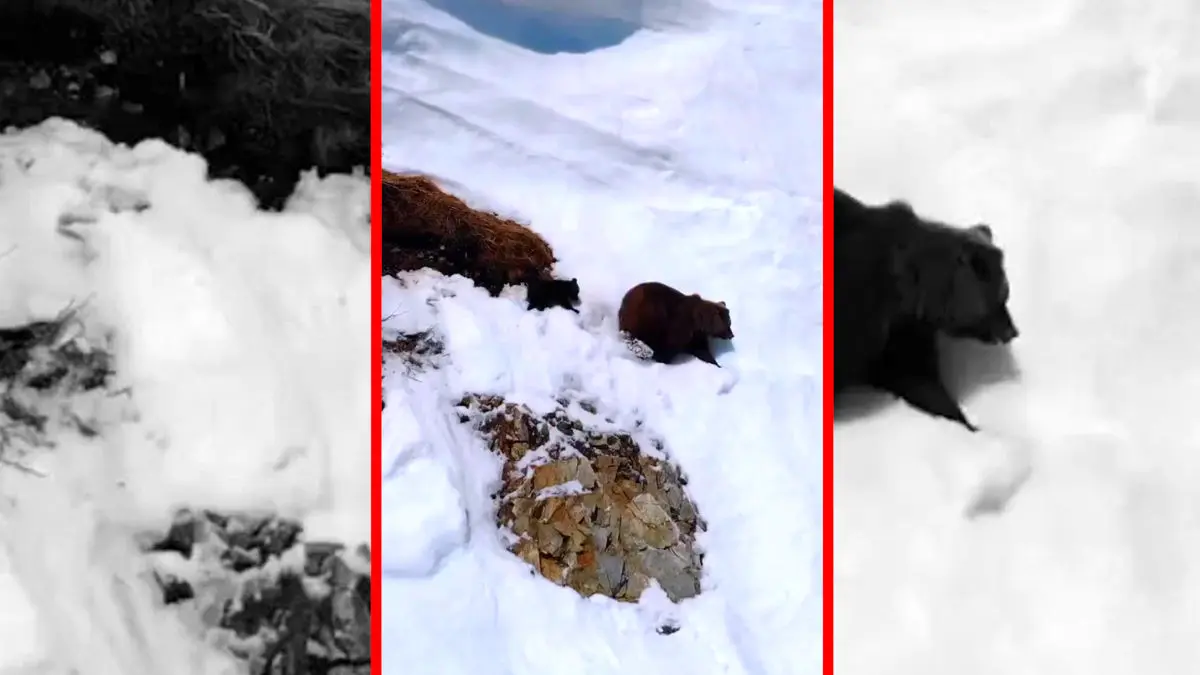 فیلم لحظات پر استرس خرس مادر و توله اش در کوه برفی