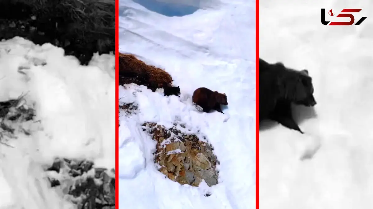 فیلم لحظات پر استرس خرس مادر و توله اش در کوه برفی