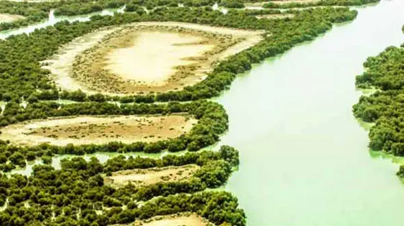 از جنگل زیبای حرا تا جنگل گلستان 