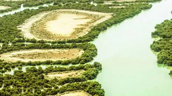 از جنگل زیبای حرا تا جنگل گلستان 