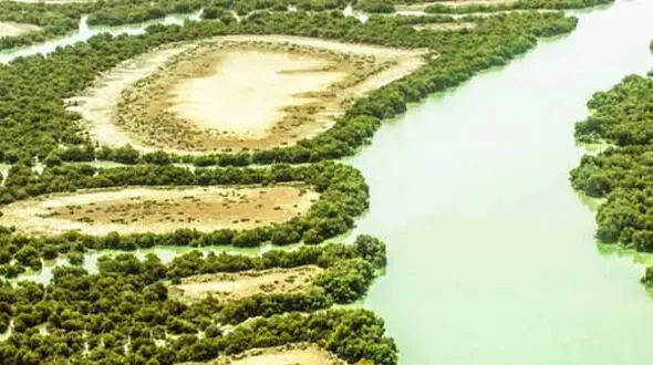 از جنگل زیبای حرا تا جنگل گلستان 