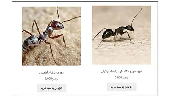 فروش مورچه گله دار / هر مورچه 5 هزار تومان ! + عکس