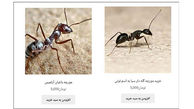 فروش مورچه گله دار / هر مورچه 5 هزار تومان ! + عکس