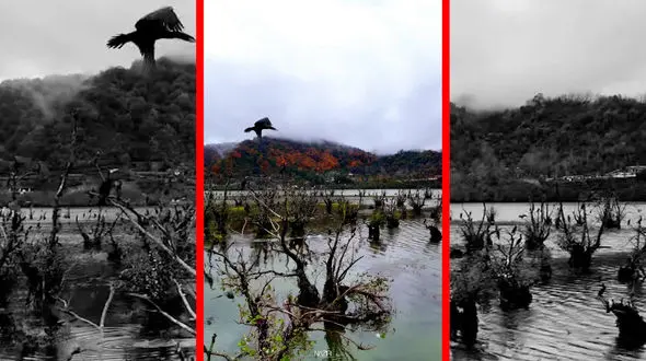 فیلم طبیعت آرام تالاب استیل در آستارا