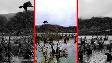 فیلم طبیعت آرام تالاب استیل در آستارا