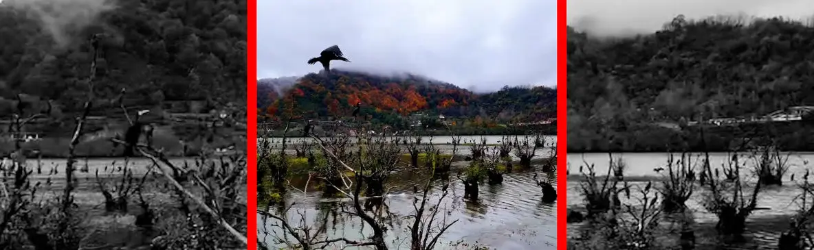 فیلم طبیعت آرام تالاب استیل در آستارا