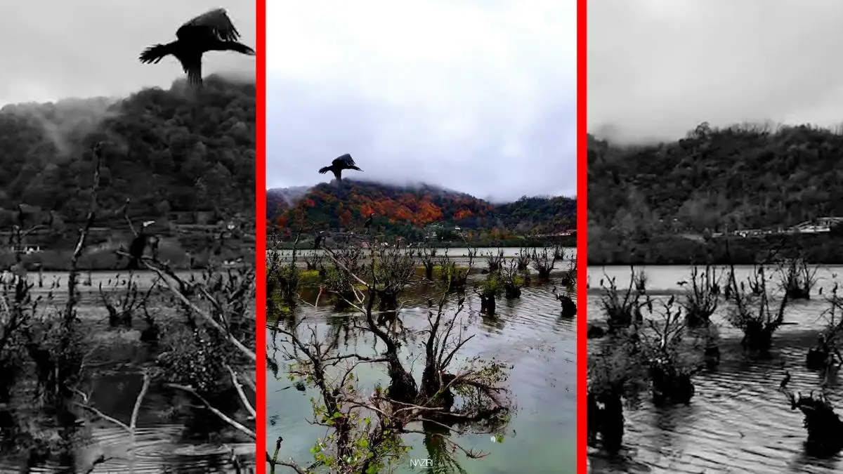 فیلم طبیعت آرام تالاب استیل در آستارا