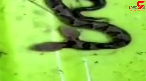 عجیب ترین صحنه از مار 2 سر + فیلم