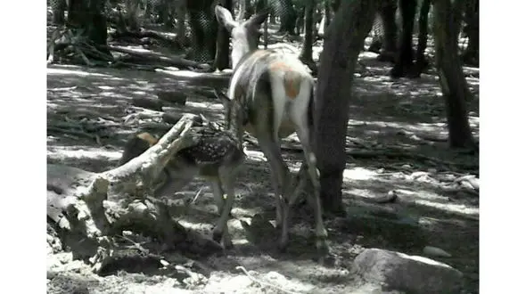 جشن تولد ساروی ها برای بچه مرال ها (گوزن قرمز) + عکس