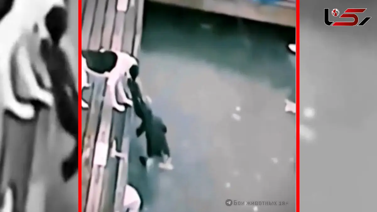 فیلم شکار سگ توسط تمساح