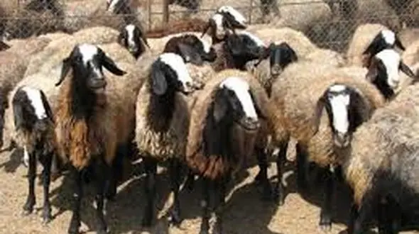 خشک شدن 48 راس گوسفند در اثر صاعقه در کرمانشاه