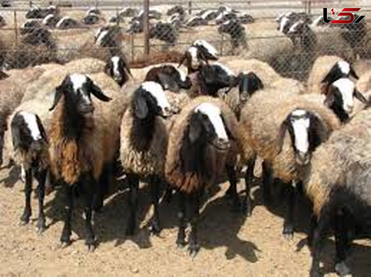 خشک شدن 48 راس گوسفند در اثر صاعقه در کرمانشاه