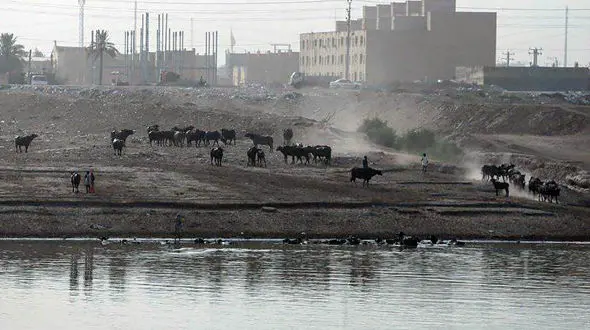 خوزستان مملو از دود است / تداوم آتش سوزی در بخش عراقی تالاب هورالعظیم + فیلم و تصاویر