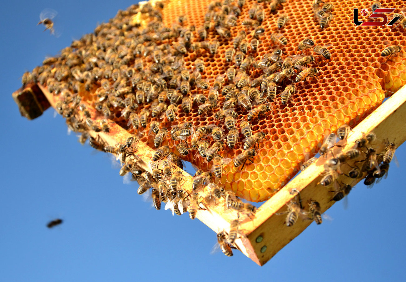 پیش بینی تولید ۴۰ تن عسل در شهرستان آبدانان