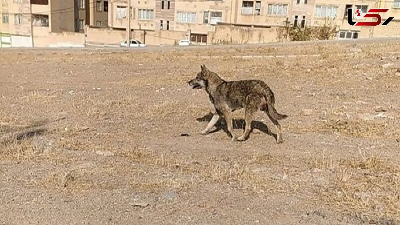 حمله ناگهانی گرگ به خانه‌ای در خوی / ۳ نفر زخمی شدند