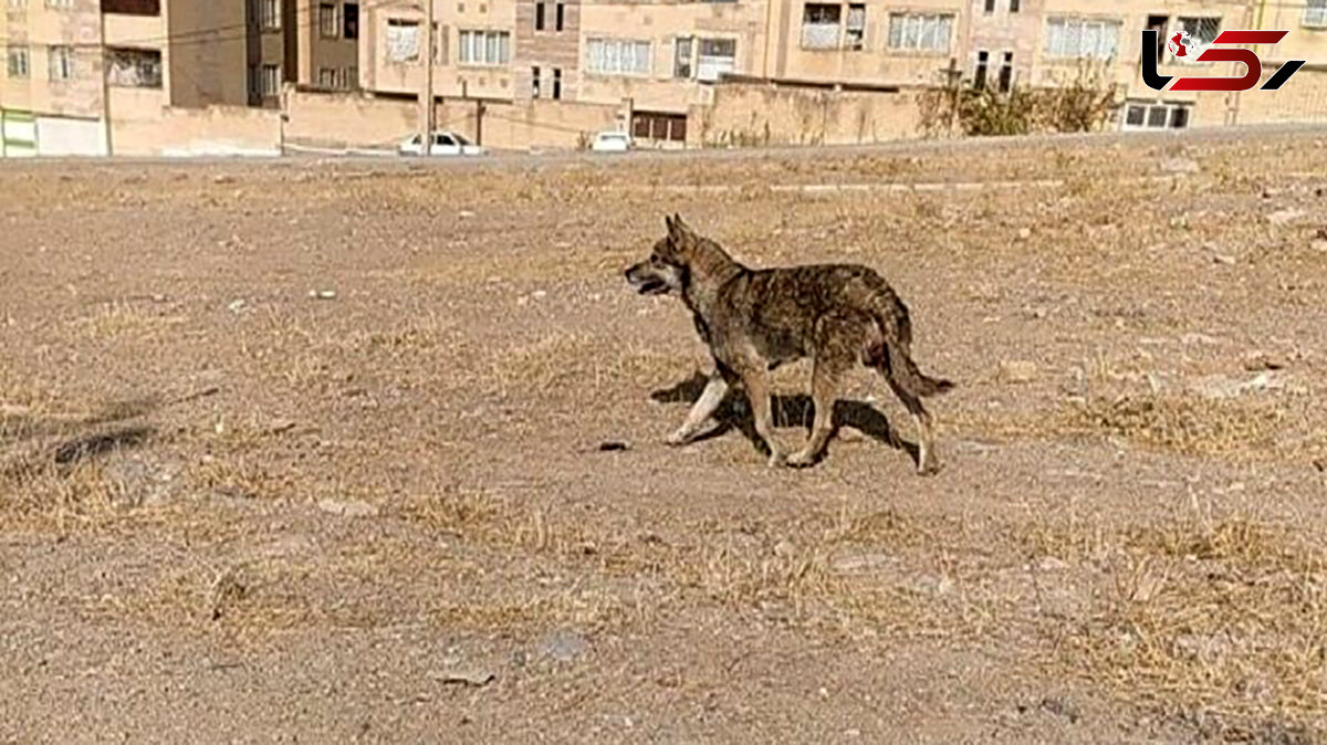 حمله ناگهانی گرگ به خانه‌ای در خوی / ۳ نفر زخمی شدند