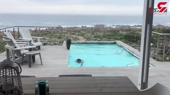 شنای 2 میمون در استخر هتل+فیلم