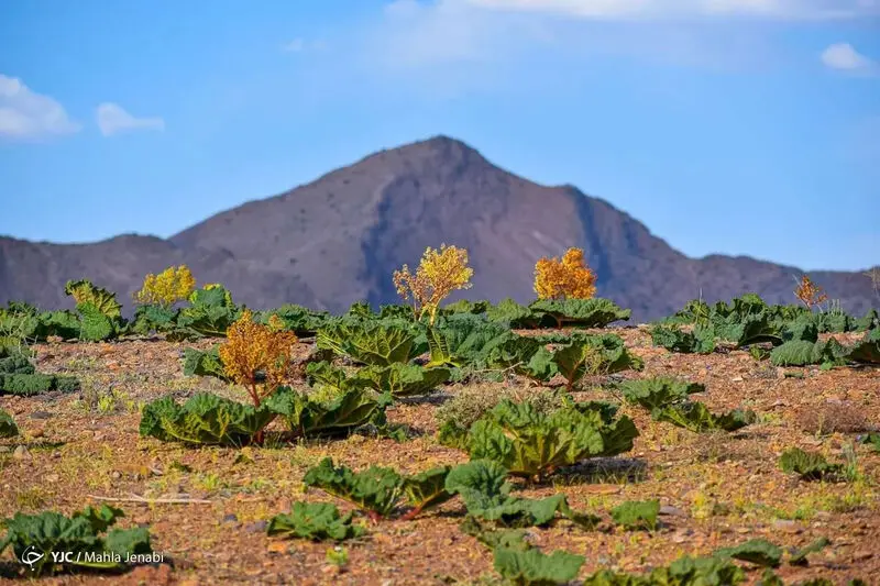 دشت زیبای ریواس 8