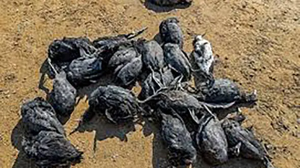 مرگ تلخ پرندگان مهاجر در آتش نیزارهای پرند + فیلم 