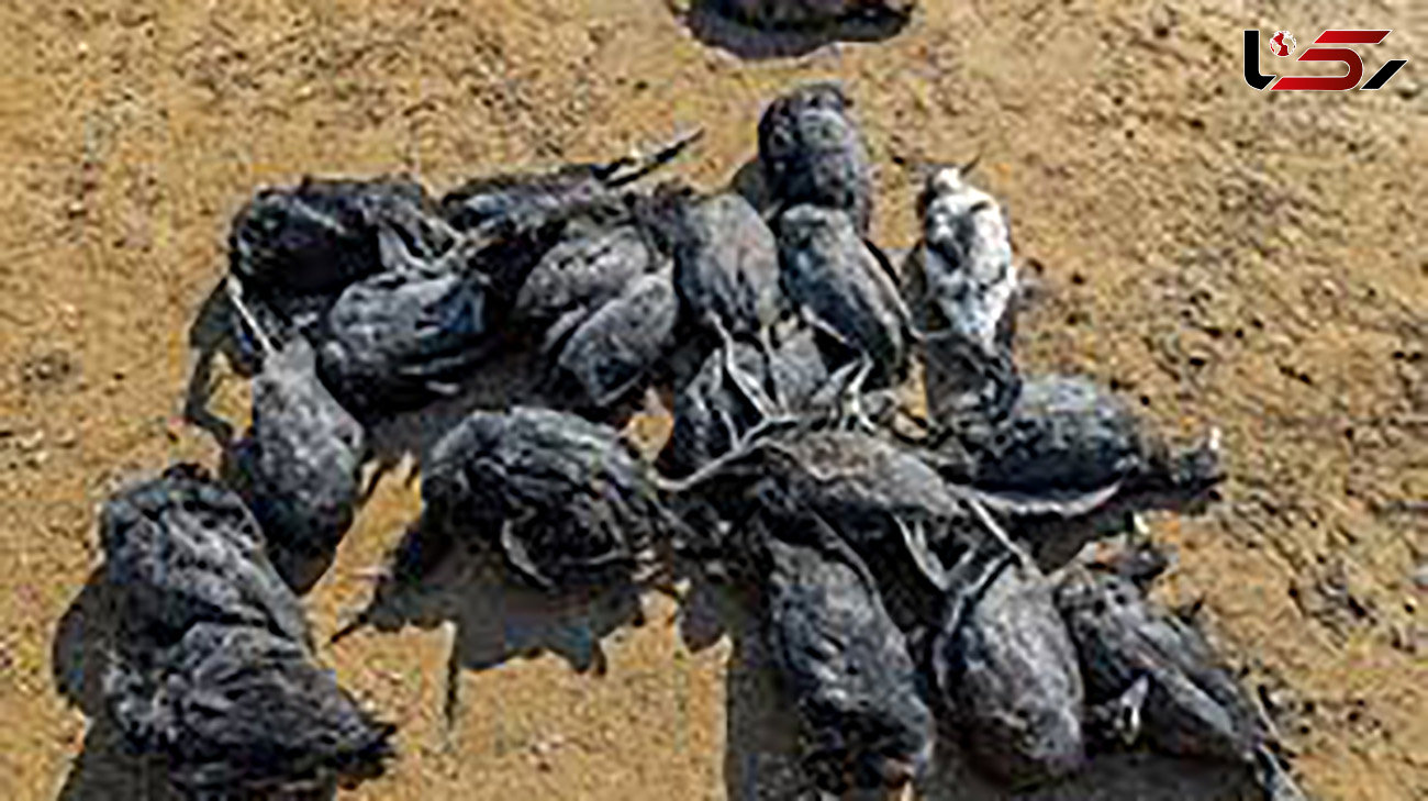 مرگ تلخ پرندگان مهاجر در آتش نیزارهای پرند + فیلم 