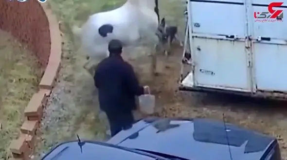 کتک زدن سگ توسط اسب + فیلم