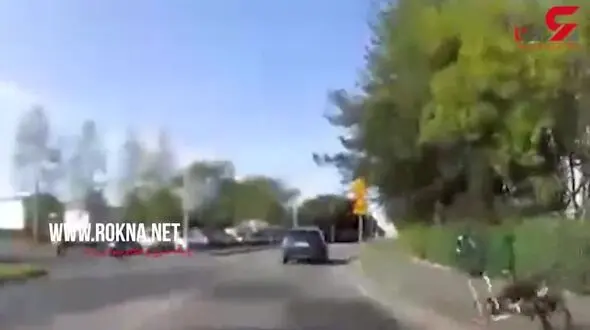 پرش ناگهانی دوچرخه‌سوار وسط خیابان +فیلم 