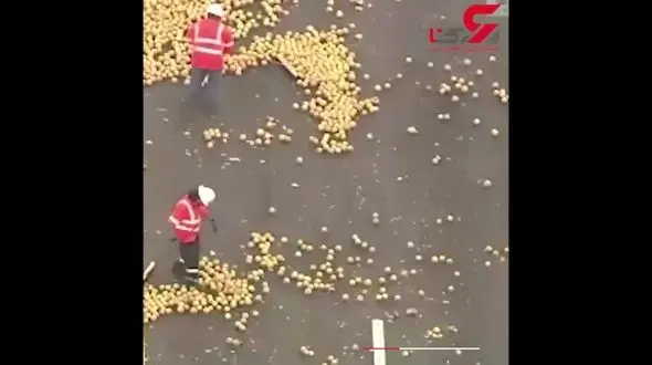 واژگونی تریلی وسط بزرگراهی در فلوریدا / گریپ فروت ها در اتوبان  پخش شدند + فیلم