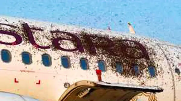 هزاران زنبور به هواپیمای مسافربری یورش کردند + فیلم 
