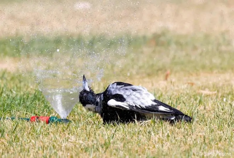 زیباترین عکس دنیا برای پروفایل