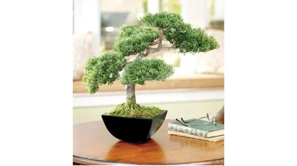 چطور از بن‌سای نگه داری کنید؟