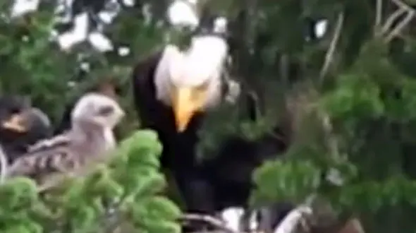 نگهداری عقاب سر سفید از جوجه قوش + فیلم