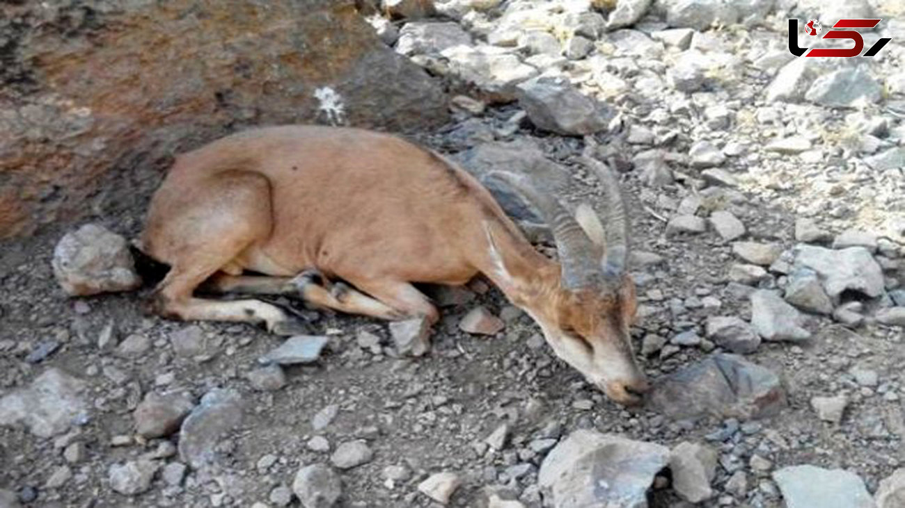 دستگیری شکارچیان کل وحشی در سوادکوه