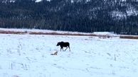 پرسه روباه و گوزن در برف + فیلم