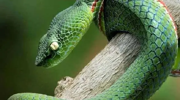 از درگیری بین دو یوزپلنگ تا یکی از ترسناک ترین حیوانات حیات وحش