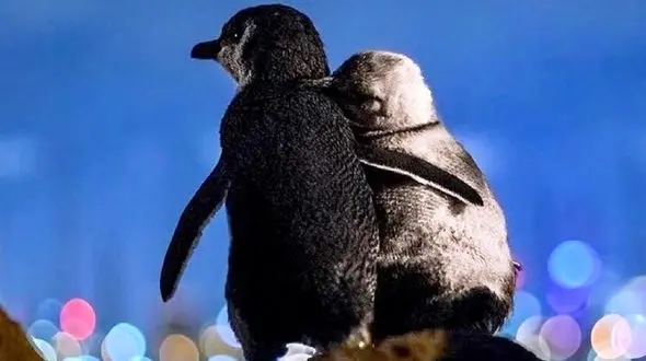 عاشقانه دیدنی دو پنگوئن بر فراز کوه + فیلم