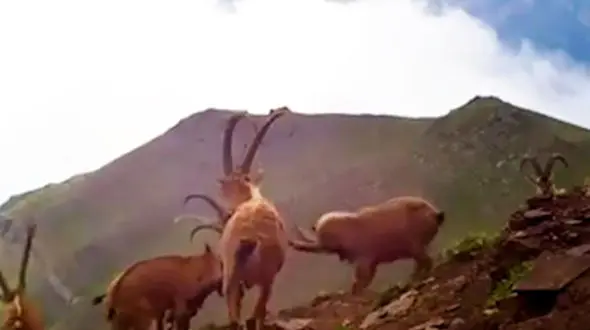 شاخ‌بازی کل‌ها در ارتفاعات مازندران