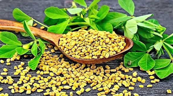 درمان شگفت انگیز دیابت با این گیاه معطر