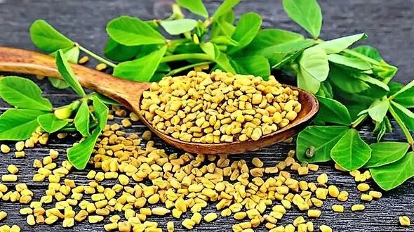 درمان شگفت انگیز دیابت با این گیاه معطر