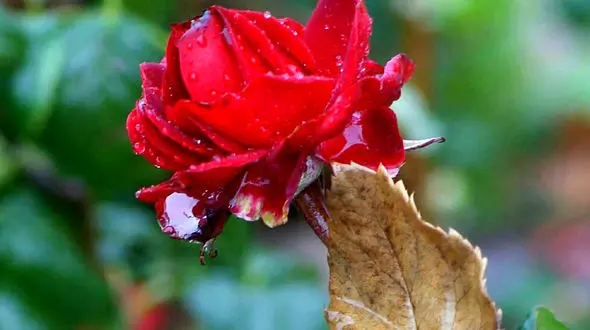 فال ابجد امروز / 16 شهریور ماه + فیلم 