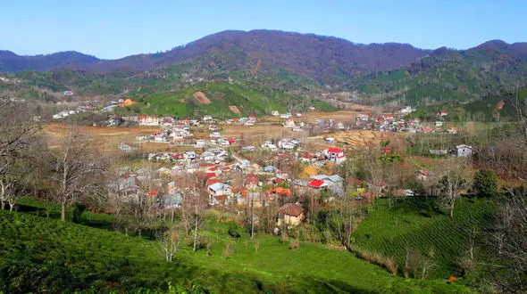 مزارع چای روستای سطلسر در قلب لاهیجان + فیلم 
