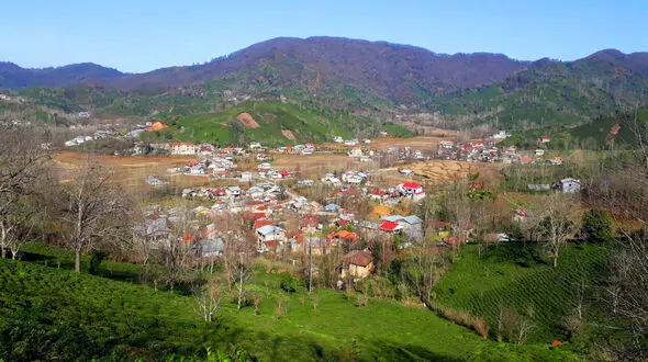 مزارع چای روستای سطلسر در قلب لاهیجان + فیلم 