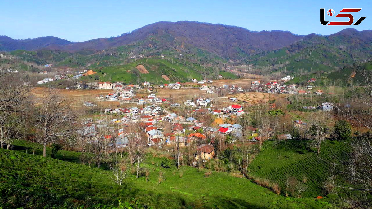 مزارع چای روستای سطلسر در قلب لاهیجان + فیلم 